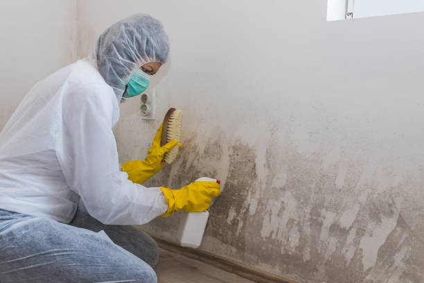 Best Mold Odor Removal Services  in Gleneagle, CO